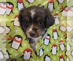 Small #14 Miniature Australian Shepherd