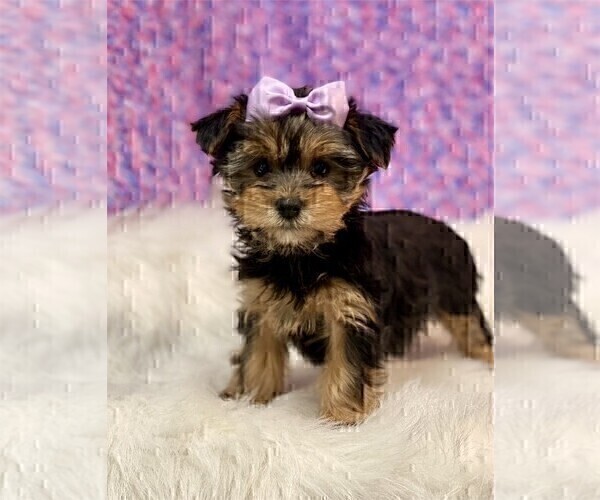 Medium Photo #4 Yorkshire Terrier Puppy For Sale in JACKSONVILLE, FL, USA