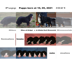 Bernese Mountain Dog Puppy for sale in Hatvan, Heves, Hungary