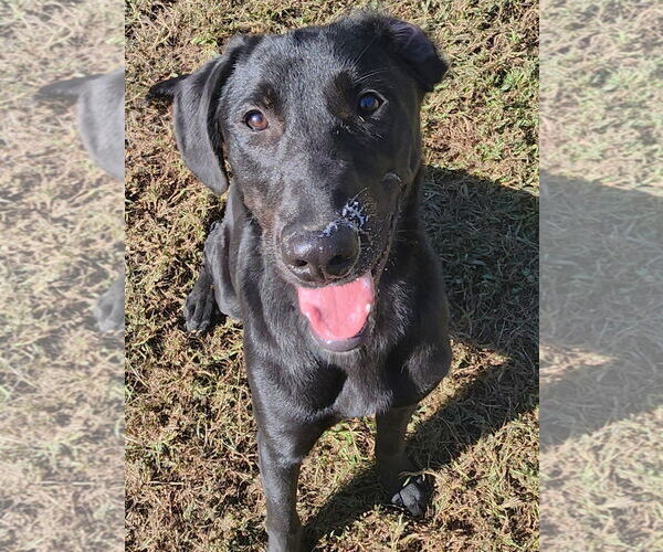 Medium Photo #4 Mutt Puppy For Sale in Rockaway, NJ, USA