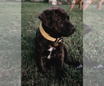 Puppy Daisy Cane Corso-Doberman Pinscher Mix
