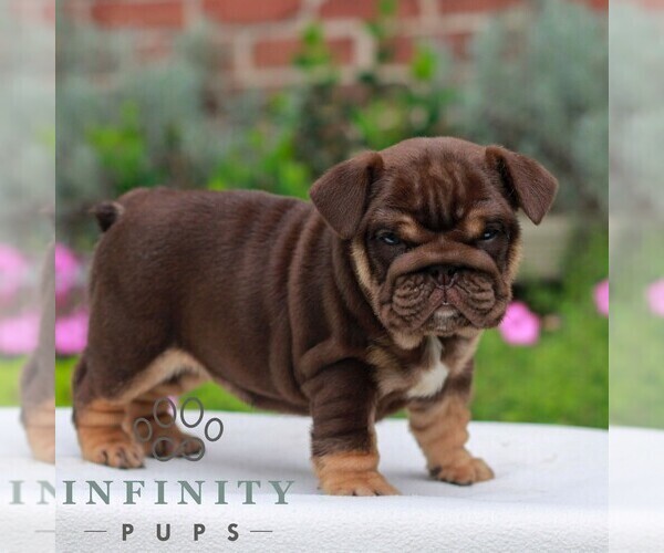 Medium Photo #4 English Bulldog Puppy For Sale in EPHRATA, PA, USA
