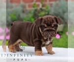Coffee - Female English Bulldog Puppy for Sale - Photo #4