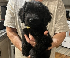 Goldendoodle Puppy for sale in LOOGOOTEE, IN, USA