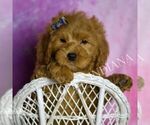 Small #2 Goldendoodle (Miniature)
