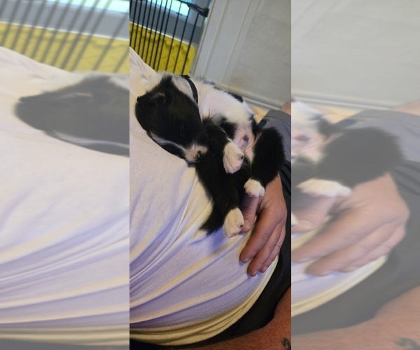 Medium Photo #17 English Shepherd Puppy For Sale in NEW CASTLE, IN, USA