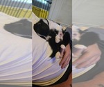 Small Photo #17 English Shepherd Puppy For Sale in NEW CASTLE, IN, USA
