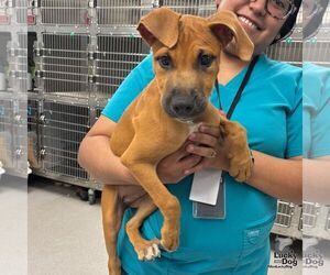 Boxador Dogs for adoption in Washington, DC, USA