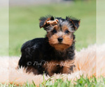 Small Photo #45 Yorkshire Terrier Puppy For Sale in WARSAW, IN, USA