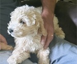 Small #2 Goldendoodle-Poodle (Toy) Mix