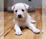 Small German Shepherd Dog Mix