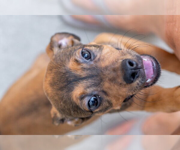 Medium Photo #4 Mutt Puppy For Sale in Hilton Head, SC, USA