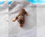 Small Photo #13 Doberman Pinscher Puppy For Sale in GOLDSBORO, NC, USA