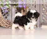 Small Photo #1 Mal-Shi Puppy For Sale in MOUNT VERNON, OH, USA