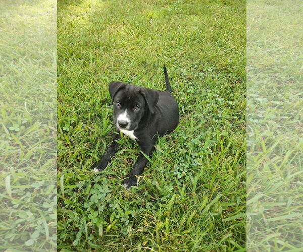Medium Photo #2 Labrador Retriever-Unknown Mix Puppy For Sale in The Woodlands, TX, USA
