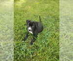 Small #1 Labrador Retriever Mix