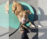 Small #22 Australian Shepherd-Catahoula Leopard Dog Mix