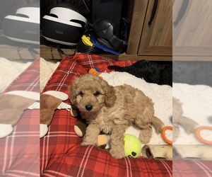 Poodle (Miniature) Puppy for sale in YORK, PA, USA