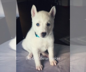 Siberian Husky Puppy for sale in INDIANAPOLIS, IN, USA