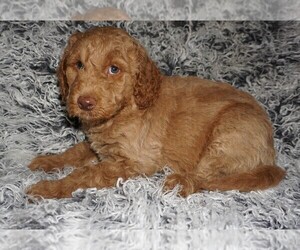 Miniature Labradoodle Puppy for sale in LA HABRA, CA, USA