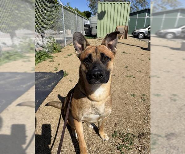 Medium Photo #2 Shepradors Puppy For Sale in Chula Vista, CA, USA