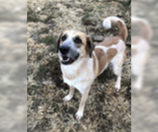 Medium Photo #2 Great Pyrenees Puppy For Sale in Thomasville, NC, USA