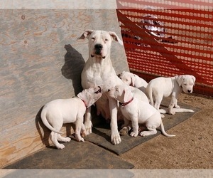 Mother of the Dogo Argentino puppies born on 12/12/2018