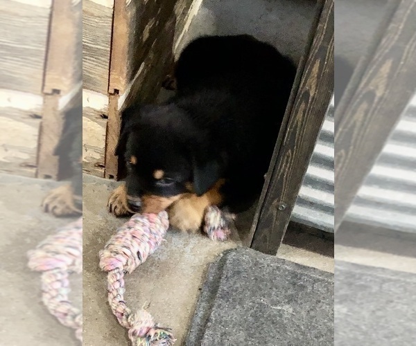 Medium Photo #23 Rottweiler Puppy For Sale in BRIGHTON, CO, USA