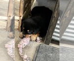 Small #22 Rottweiler
