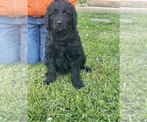 Goldendoodle Puppy for sale in JOHNSON CITY, TN, USA