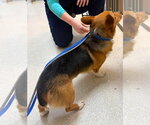 Small #2 Pembroke Welsh Corgi Mix