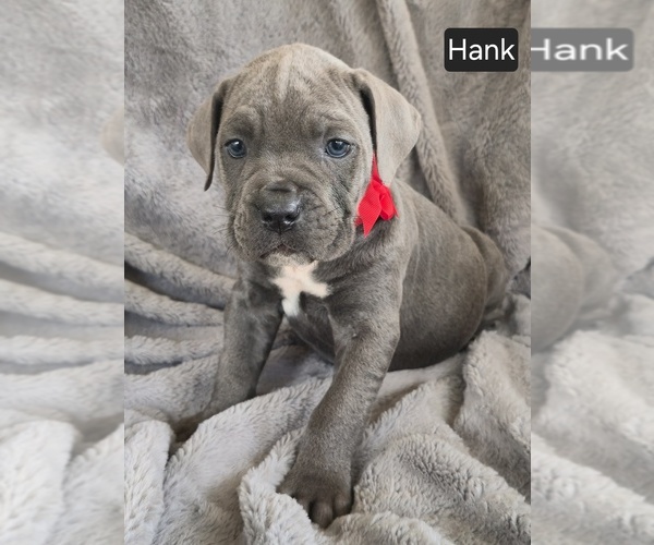 Medium Photo #1 Cane Corso Puppy For Sale in MINERAL WELLS, WV, USA