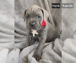Image preview for Ad Listing. Nickname: Hank