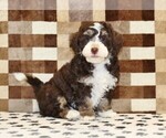 Image preview for Ad Listing. Nickname: Brandy