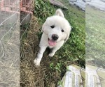 Small Photo #10 Great Pyrenees Puppy For Sale in FROSTPROOF, FL, USA