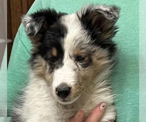 Medium Photo #2 Shetland Sheepdog Puppy For Sale in FORT MORGAN, CO, USA