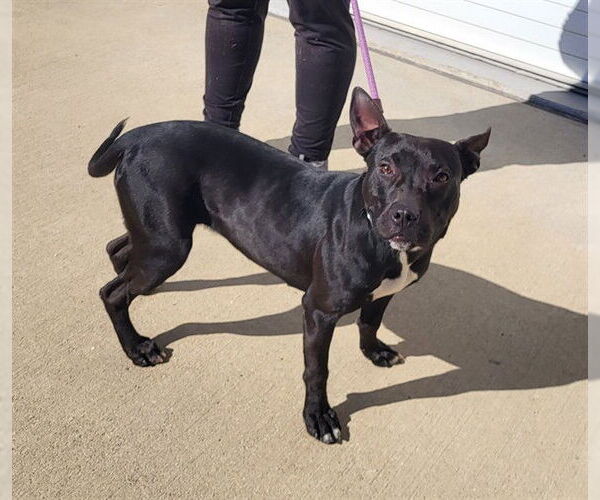 Medium Photo #2 Mutt Puppy For Sale in Louisville, KY, USA