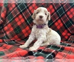 Puppy Millie Aussiedoodle