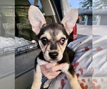 Small #2 French Bullhuahua