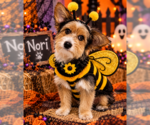 Nori - Female Mutt Dog for Adoption - Small photo