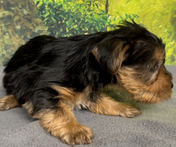 Full screen Photo #5 Yorkshire Terrier Puppy For Sale in AZLE, TX, USA