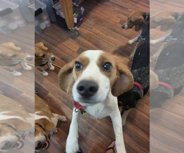 Medium Photo #10 Beagle Puppy For Sale in Las Vegas, NV, USA