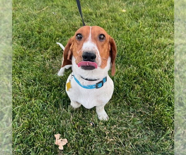 Medium Photo #2 Dachshund-Unknown Mix Puppy For Sale in Sandy, UT, USA