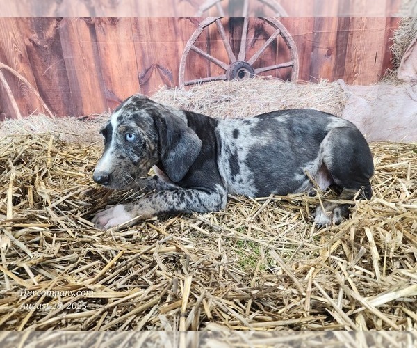 Medium Photo #11 Catahoula Leopard Dog Puppy For Sale in CUMBY, TX, USA