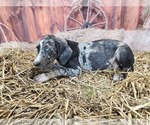 Small #10 Catahoula Leopard Dog