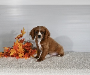 Cavapoo Puppy for sale in BALTIC, OH, USA