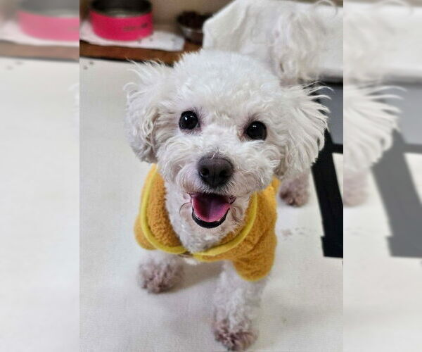 Medium Photo #1 Bichon Frise Puppy For Sale in Agoura Hills, CA, USA