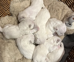 West Highland White Terrier Litter for sale in VONORE, TN, USA