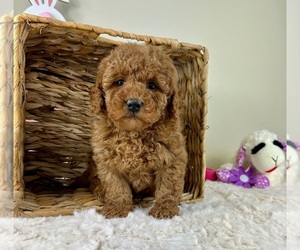 Goldendoodle (Miniature) Puppy for sale in GREENFIELD, IN, USA
