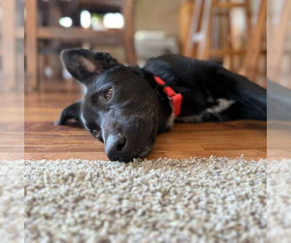 Medium Photo #14 Border Collie-Unknown Mix Puppy For Sale in Fargo, ND, USA